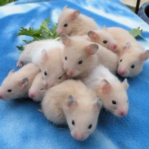 syrian hamster for sale near me