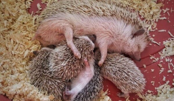 Baby hedgehogs for sale