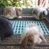 Holland Lop rabbits for sale 